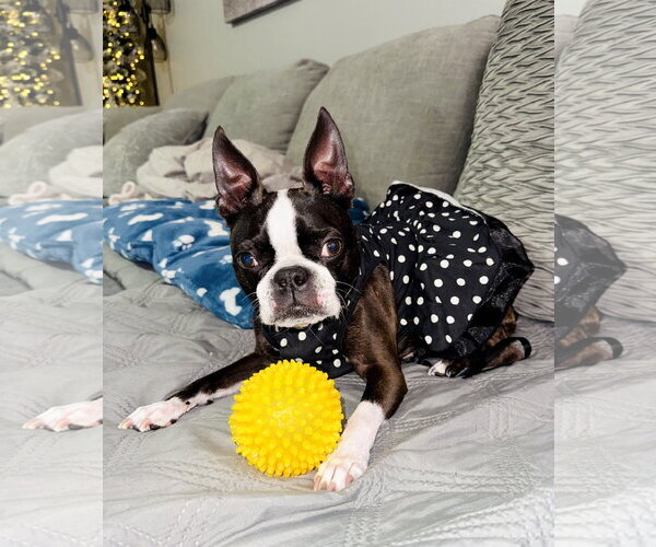 Medium Photo #1 Boston Terrier Puppy For Sale in Valrico, FL, USA