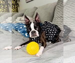 Small Boston Terrier