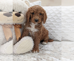 Goldendoodle Puppy for Sale in NORTH LAWRENCE, Ohio USA