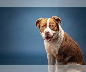 Mutt Dogs for adoption in Belleville, IL, USA
