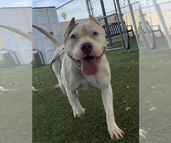 Medium Photo #1 Mutt Puppy For Sale in Downey, CA, USA