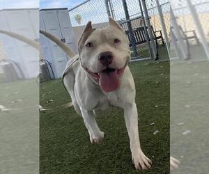 Mutt Dogs for adoption in Downey, CA, USA