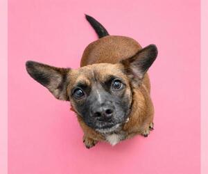 Beagle-Cardigan Welsh Corgi Mix Dogs for adoption in HESPERIA, CA, USA