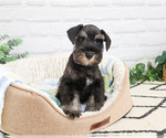 Small #6 Schnauzer (Miniature)