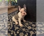 Puppy Puppy 2 French Bulldog