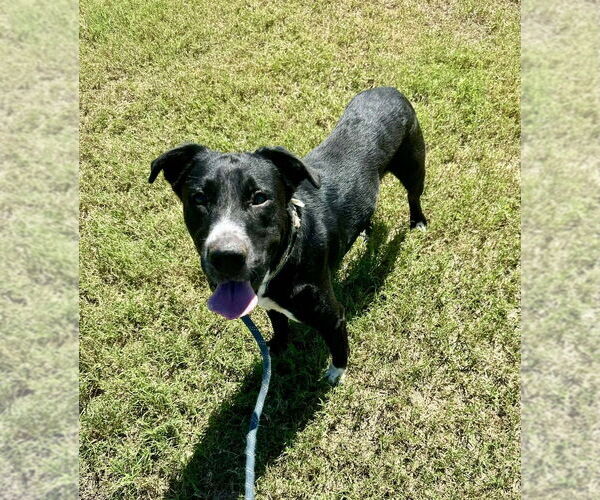 Medium Photo #4 Mutt Puppy For Sale in Abbeville, LA, USA