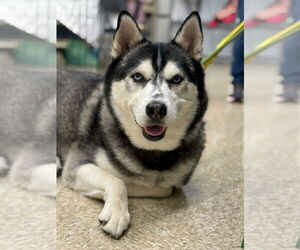 Siberian Husky Dogs for adoption in Brewster, NY, USA