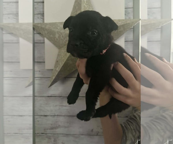 Medium Photo #3 German Shepherd Dog-Unknown Mix Puppy For Sale in Holly Springs, NC, USA