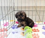 Ginger - Female Cavapoo (Miniature)-Poodle (Toy) Mix Puppy for Sale - Photo #8