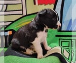 Small #3 Border Collie