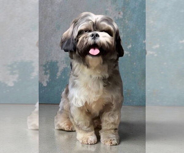 Medium Photo #3 Shih Apso Puppy For Sale in Alexander, AR, USA