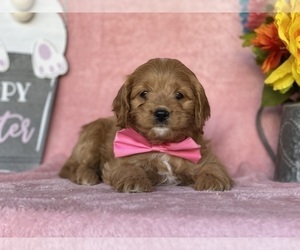 Cavapoo Puppy for sale in LANCASTER, PA, USA