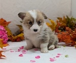 Small #11 Pembroke Welsh Corgi