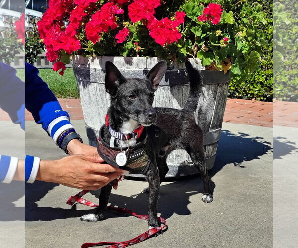 Medium Photo #5 Chihuahua-Unknown Mix Puppy For Sale in San Jose, CA, USA
