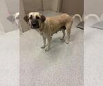 Small Anatolian Shepherd Mix
