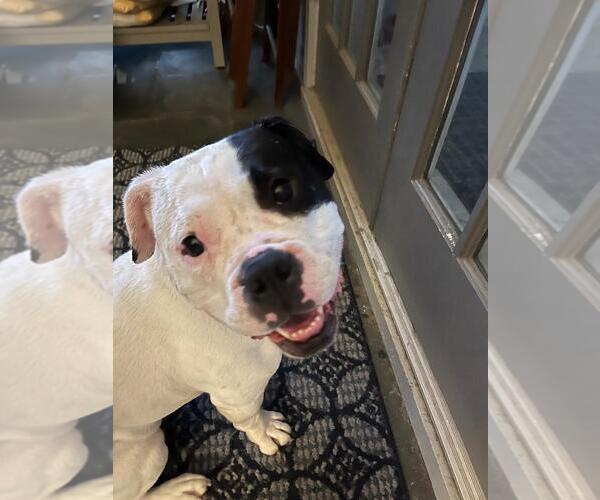 Medium Photo #3 American Bulldog Puppy For Sale in Atlanta, GA, USA