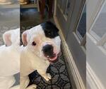 Small #2 American Bulldog