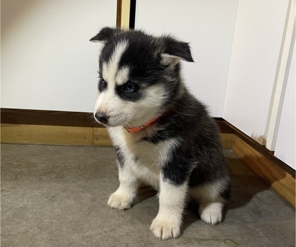 Medium Photo #2 Siberian Husky Puppy For Sale in FORT WAYNE, IN, USA