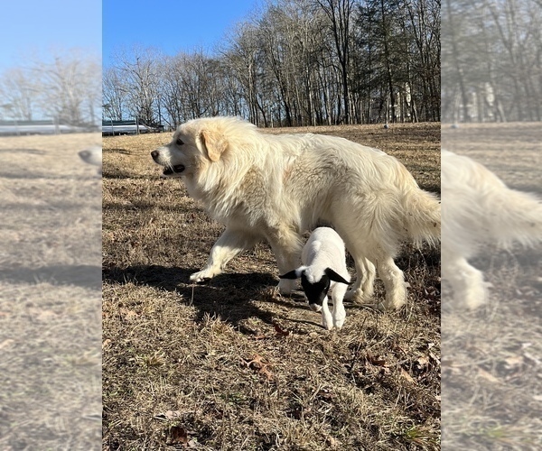 Full screen Photo #1 Great Pyrenees Puppy For Sale in JAMESTOWN, TN, USA
