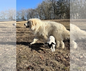 Father of the Great Pyrenees puppies born on 11/23/2022