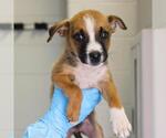 Small Labrador Retriever Mix