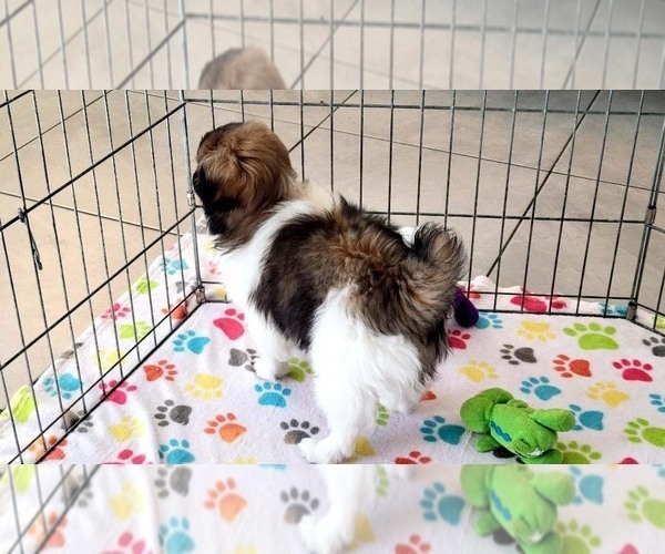 Medium Photo #12 Japanese Chin Puppy For Sale in ORO VALLEY, AZ, USA