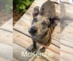 Small Catahoula Leopard Dog Mix