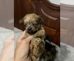 Small Photo #2 Tibetan Terrier-Yorkshire Terrier Mix Puppy For Sale in JACKSONVILLE, FL, USA