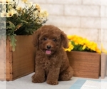 Small Photo #5 Poodle (Toy) Puppy For Sale in SAN FRANCISCO, CA, USA