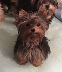 Father of the Yorkshire Terrier puppies born on 07/01/2018