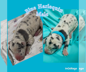 Great Dane Puppy for sale in MARSHVILLE, NC, USA