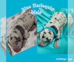 Image preview for Ad Listing. Nickname: Light blue