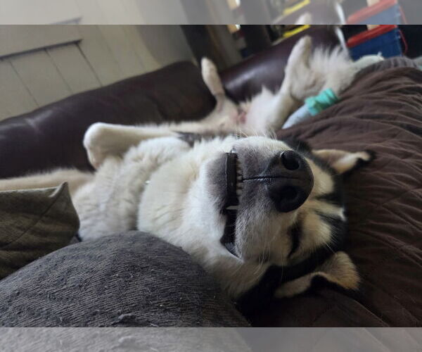 Medium Photo #4 Siberian Husky-Unknown Mix Puppy For Sale in Euless, TX, USA