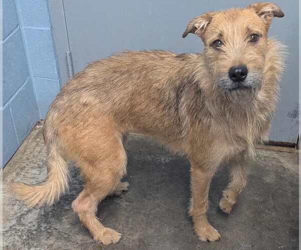 Medium Photo #3 German Shepherd Dog-Unknown Mix Puppy For Sale in Evansville, IN, USA