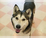 Small #3 Siberian Husky