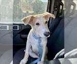 Small #4 Carolina Dog-Whippet Mix