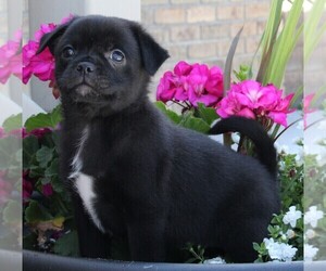 Pug Puppy for sale in FREDERICKSBURG, OH, USA
