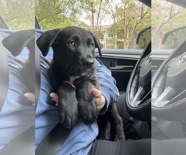 Medium Photo #2 Labrador Retriever-Unknown Mix Puppy For Sale in Garner, NC, USA
