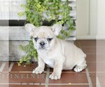 Small Photo #1 French Bulldog Puppy For Sale in EPHRATA, PA, USA