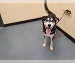Small German Shepherd Dog-Siberian Husky Mix