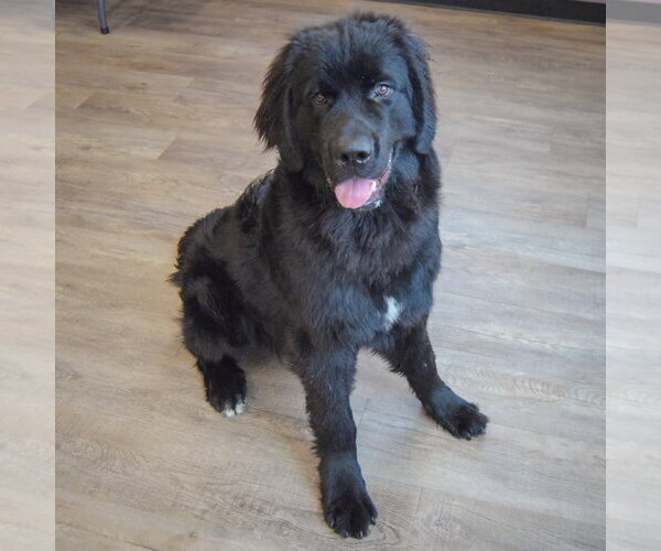 Medium Photo #5 Mutt Puppy For Sale in Huntley, IL, USA