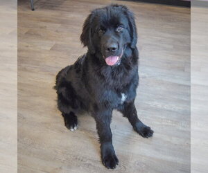 Tank - Male Mutt Dog for Adoption - Photo #5