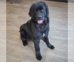 Small Photo #5 Mutt Puppy For Sale in Huntley, IL, USA