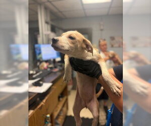 Mutt Dogs for adoption in Stockton, CA, USA
