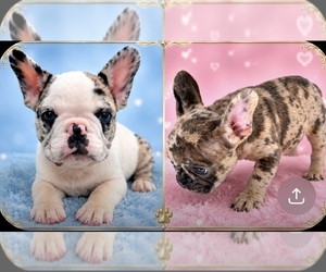 French Bulldog Puppy for sale in RIVERSIDE, CA, USA