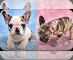Small French Bulldog
