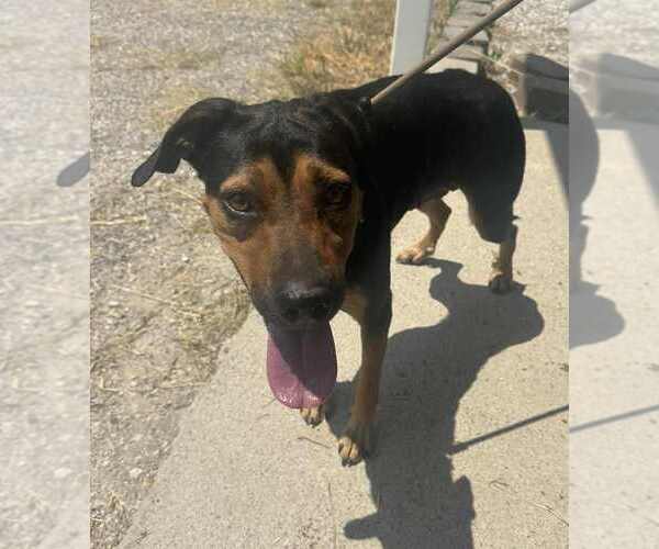 Medium Photo #1 Mutt Puppy For Sale in Evansville, IN, USA