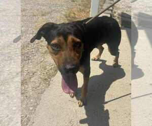 Mutt Dogs for adoption in Evansville, IN, USA