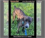 Small Photo #1 American Staffordshire Terrier-Plott Hound Mix Puppy For Sale in Benton, PA, USA