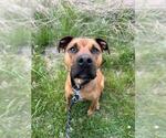 Small #1 Boxer Mix